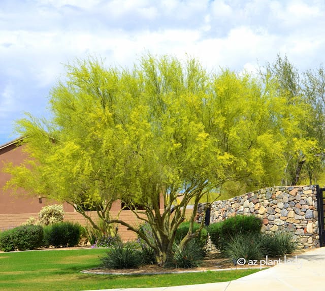 Palo verde in bloom Iconic tree