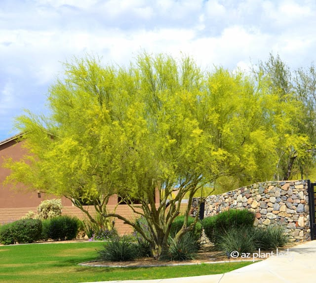 Learn About the Desert's Iconic Tree The Palo Verde