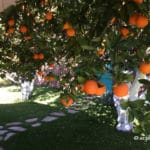 orange_trees_Arizona_Sweet