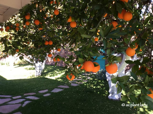 Citrus trees