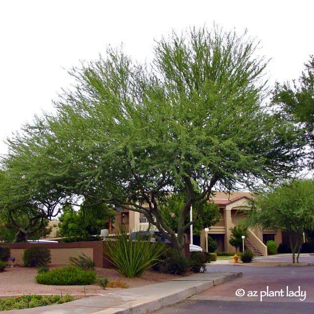 Palo verde Iconic tree