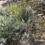 Young saguaro cactus