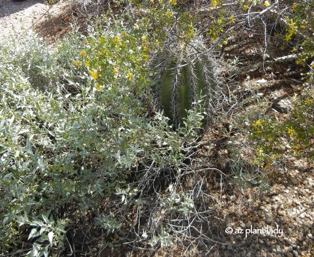 Young saguaro cactus