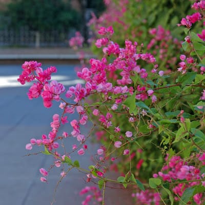 Queen's Wreath, Coral Vine