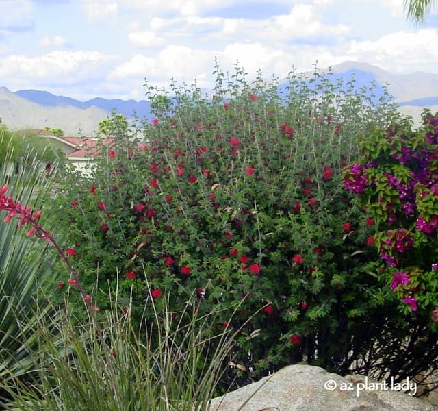 Baja fairy duster shrub with green leaves