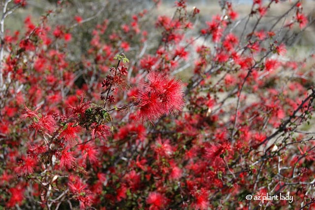 Baja fairy duster shrubs up close