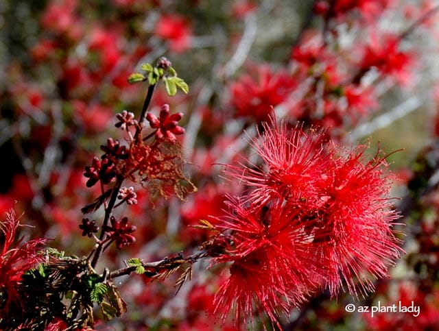 Baja fairy duster flowers