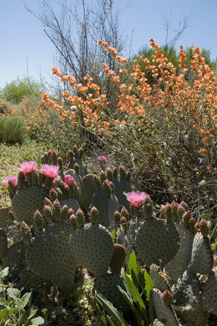 Prickly Pear