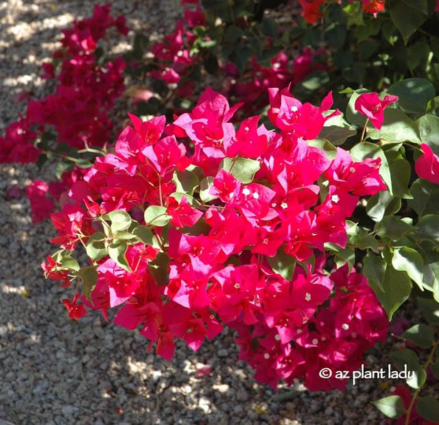 Bougainvillea 'Barbara Karst'