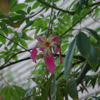 Floss Silk Tree