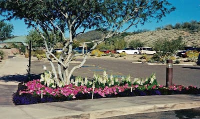 Flowering Annuals