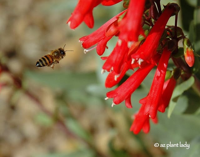 Firecracker Penstemon