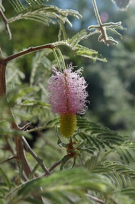 amazing plants