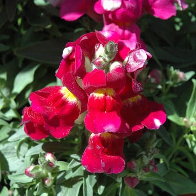 Snapdragon 