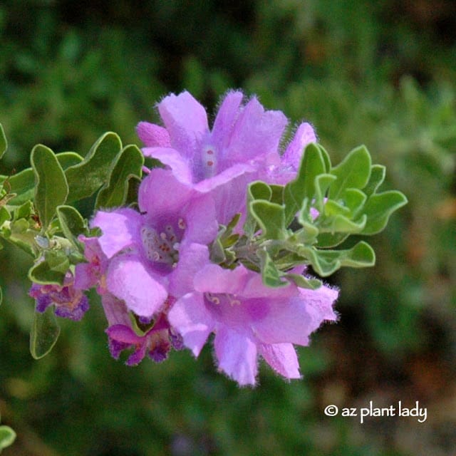 Texas Sage Flower