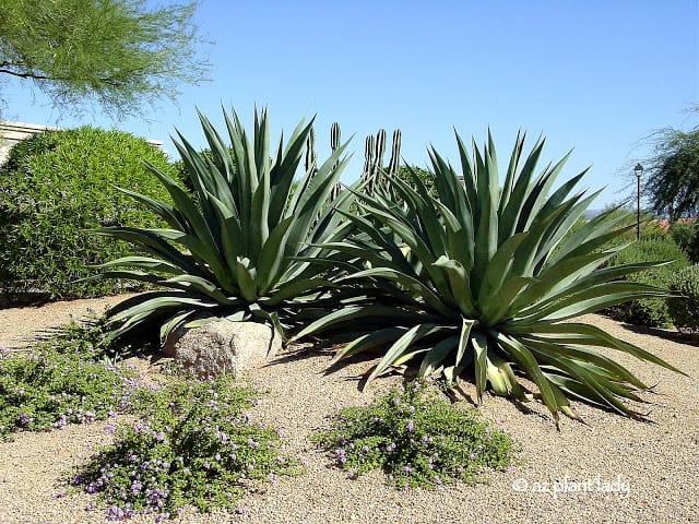 Weber's agave