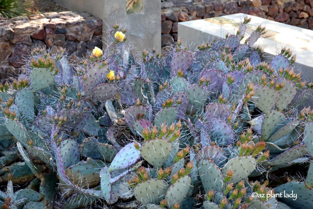 spines of cactus