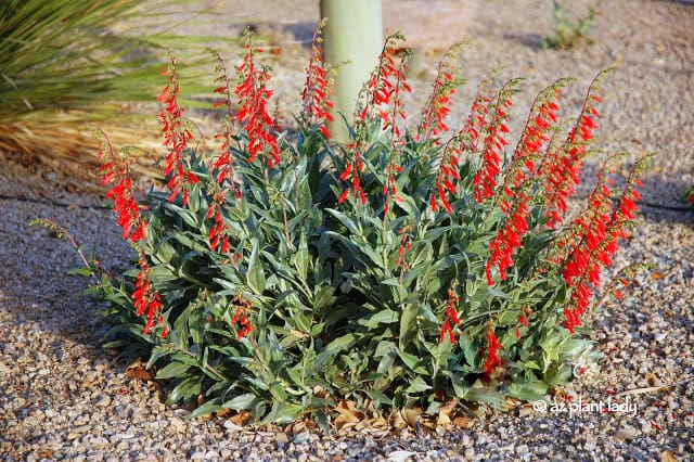 Firecracker Penstemon