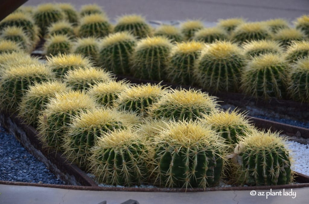 spines of cactus