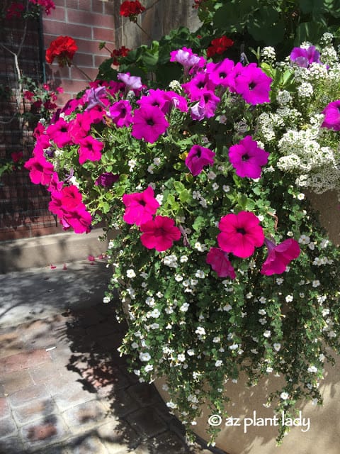 Flowering Annuals