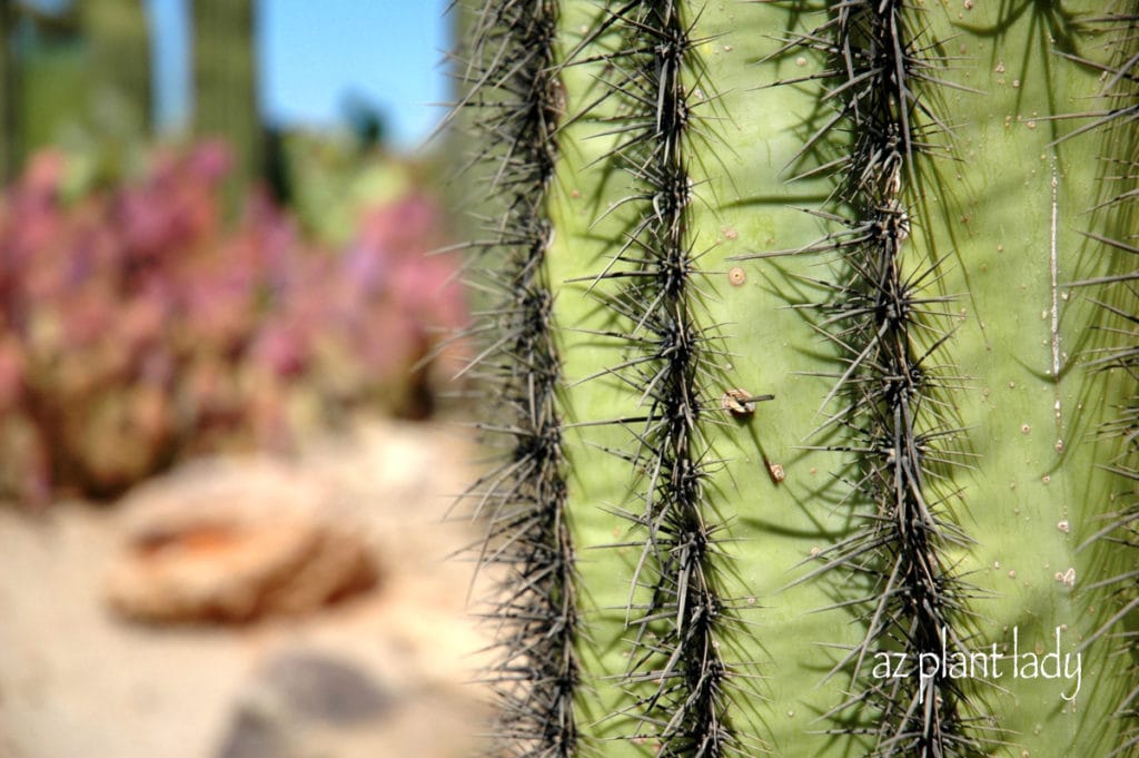 spines of cactus