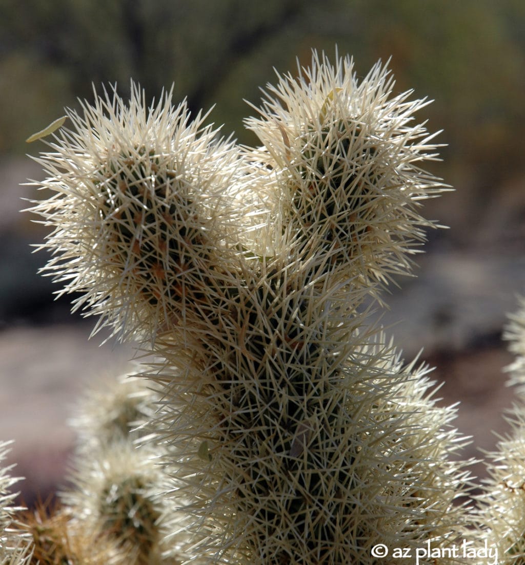 spines of cactus
