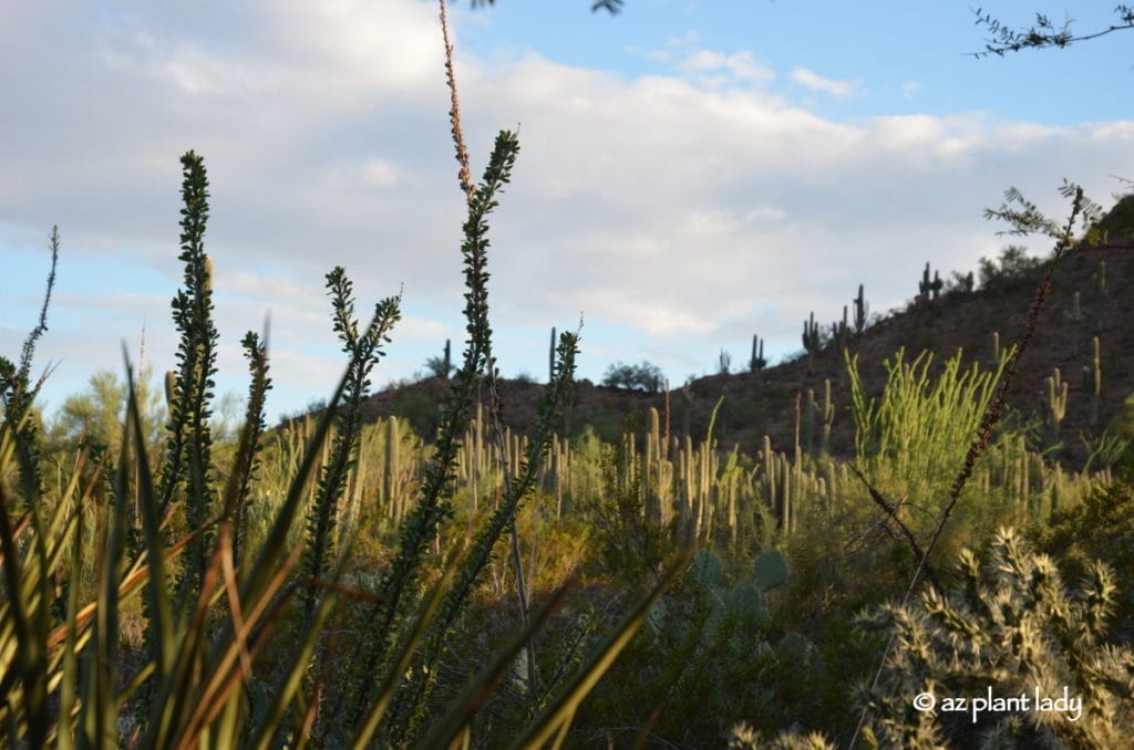 spines of cactus