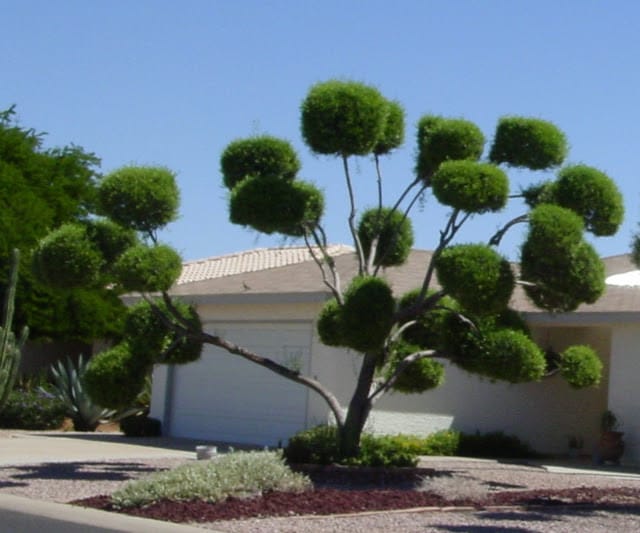 poorly pruned tree