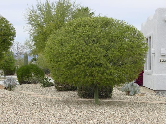 Palo Brea tree pruned into a 'ball