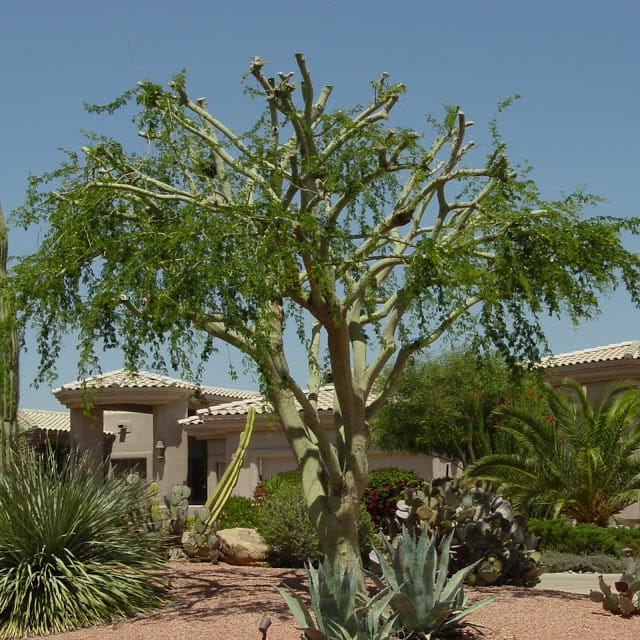 poorly pruned tree