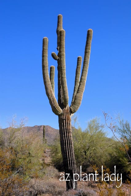 Saguaro cactus have strong ribs which help them grow very tall