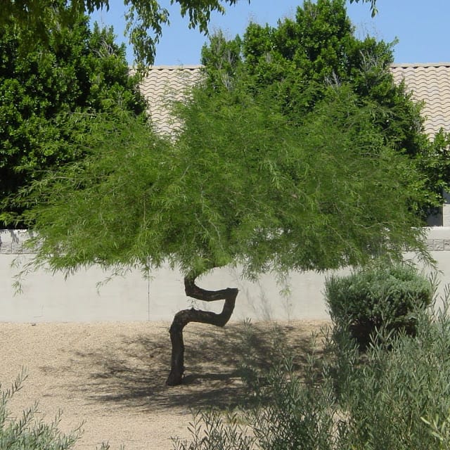 poorly pruned tree