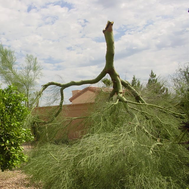 Blue Palo Verde tree