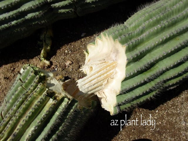 Skeletons in Desert areas start as fleshy plants
