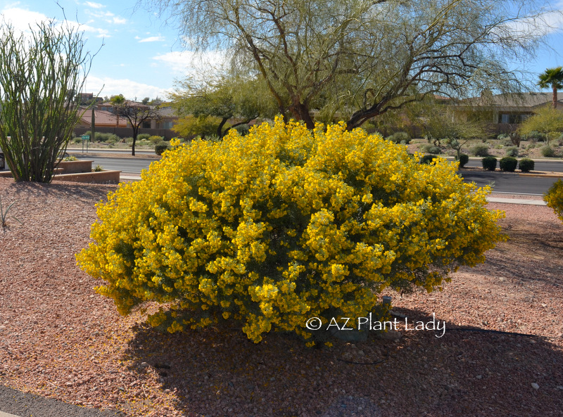 Feathery Cassia (Senna artemisoides) Blooms mid-winter into spring