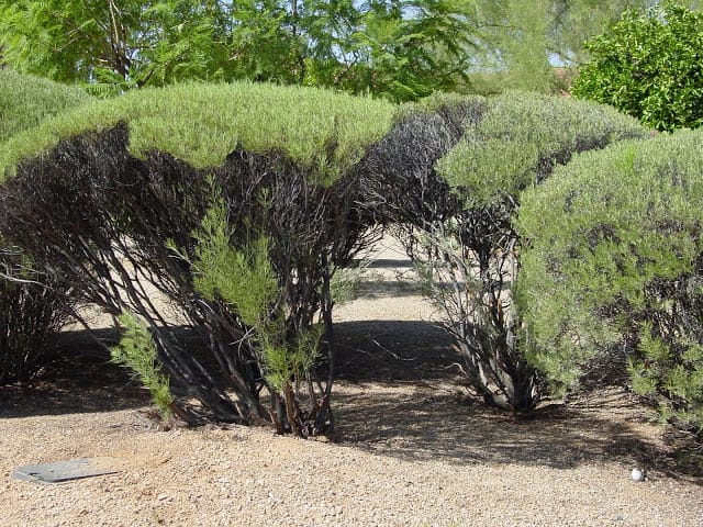Feathery Cassia shrubs 