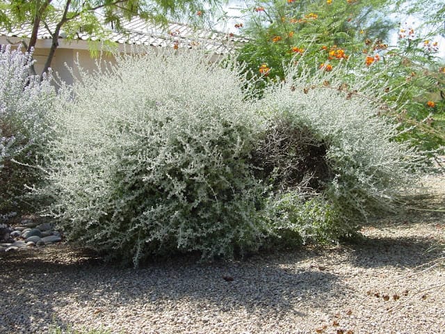 Thunder Cloud Sage