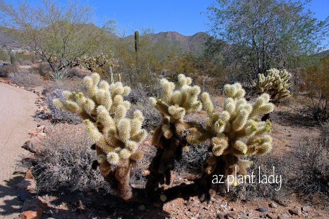 Teddy Bear Cholla have unique skeletons