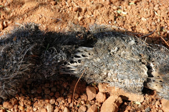 Teddy Bear Cholla skeleton peeking through the woody plant