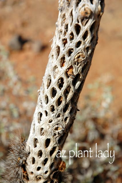 Cholla skeletons have interesting architectural shape and designs