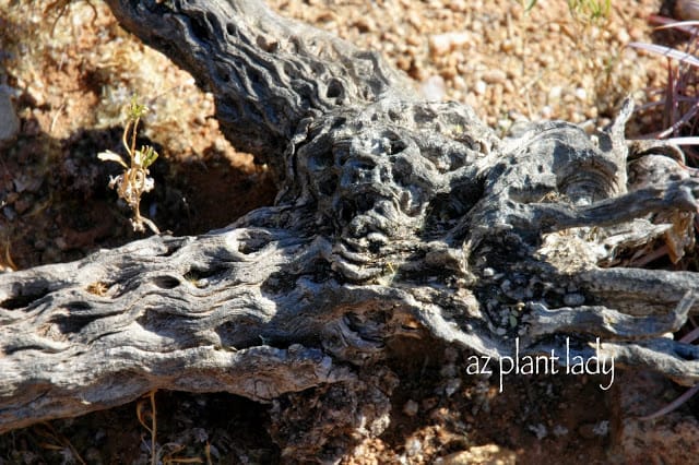 Decaying Teddy Bear Cholla cactus