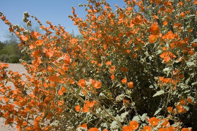  Globe Mallow (Sphaeralcea ambigua) Flower mid-winter into spring