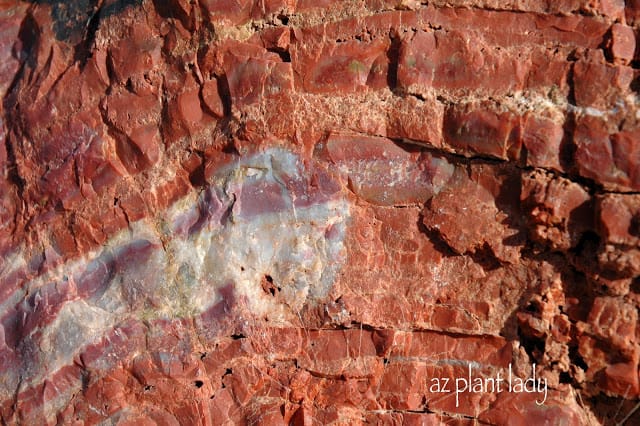 Petrified-Wood-close-up-rings - Desert Gardening 101