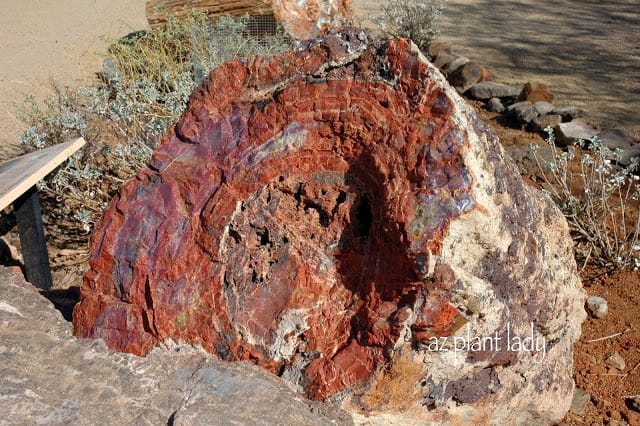 Petrified-wood-cross-section - Desert Gardening 101