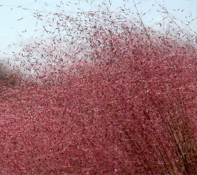 type of grass