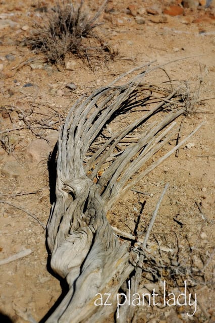 Some Skeletons in Desert areas are just bones