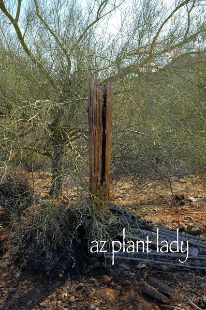 Skeletons in Desert areas can appear as dead wood piles