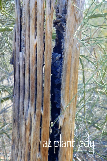 Look inside this dead saguaro to see the rib structure