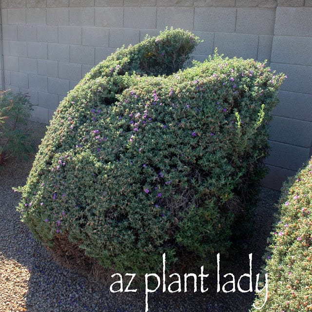 How to prune Texas Ranger Archives Desert Gardening 101