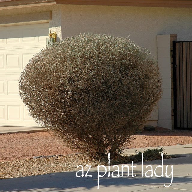 flowering shrubs need pruning